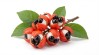 Guarana (Paullinia cupana) - ce este, beneficii și contraindicații ale fructului și extractului