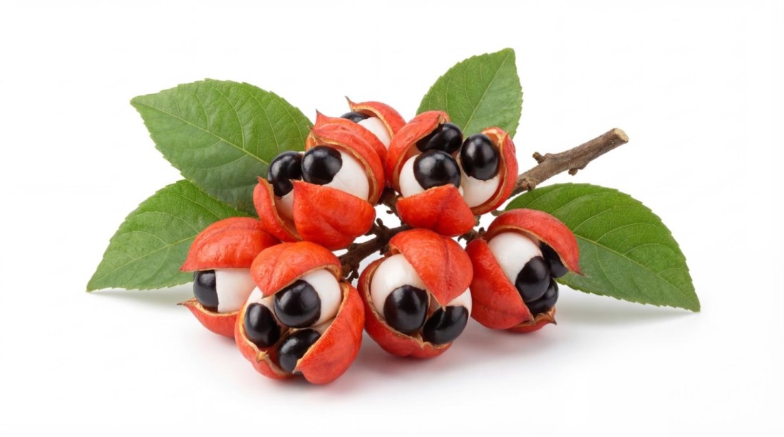 Guarana (Paullinia cupana) - ce este, beneficii și contraindicații ale fructului și extractului