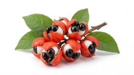 Guarana (Paullinia cupana) - ce este, beneficii și contraindicații ale fructului și extractului