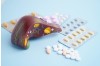 Ce supliment mă poate ajuta să îmi protejez ficatul pe termen lung? 6 recomandări pentru protecție și suport hepatobiliar