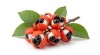 Guarana (Paullinia cupana) - ce este, beneficii și contraindicații ale fructului și extractului