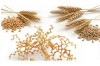 Intoleranța la gluten: Simptome, diferențe față de boala celiacă și alimente de evitat